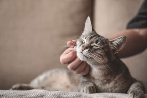 Pawslife Story