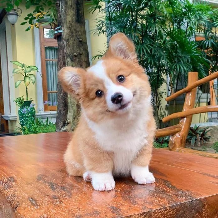 Foto Peri