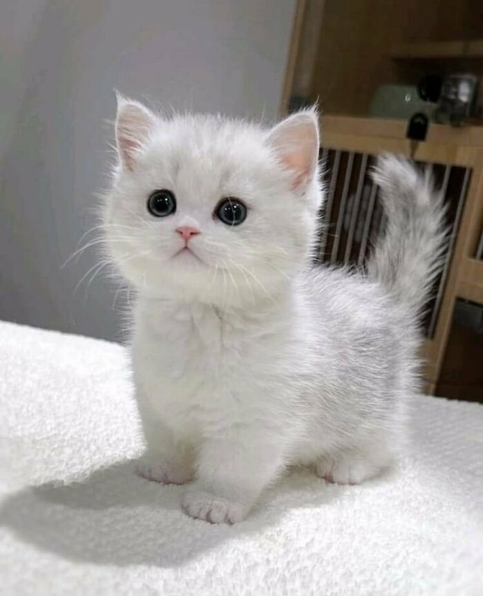 Foto Snow
